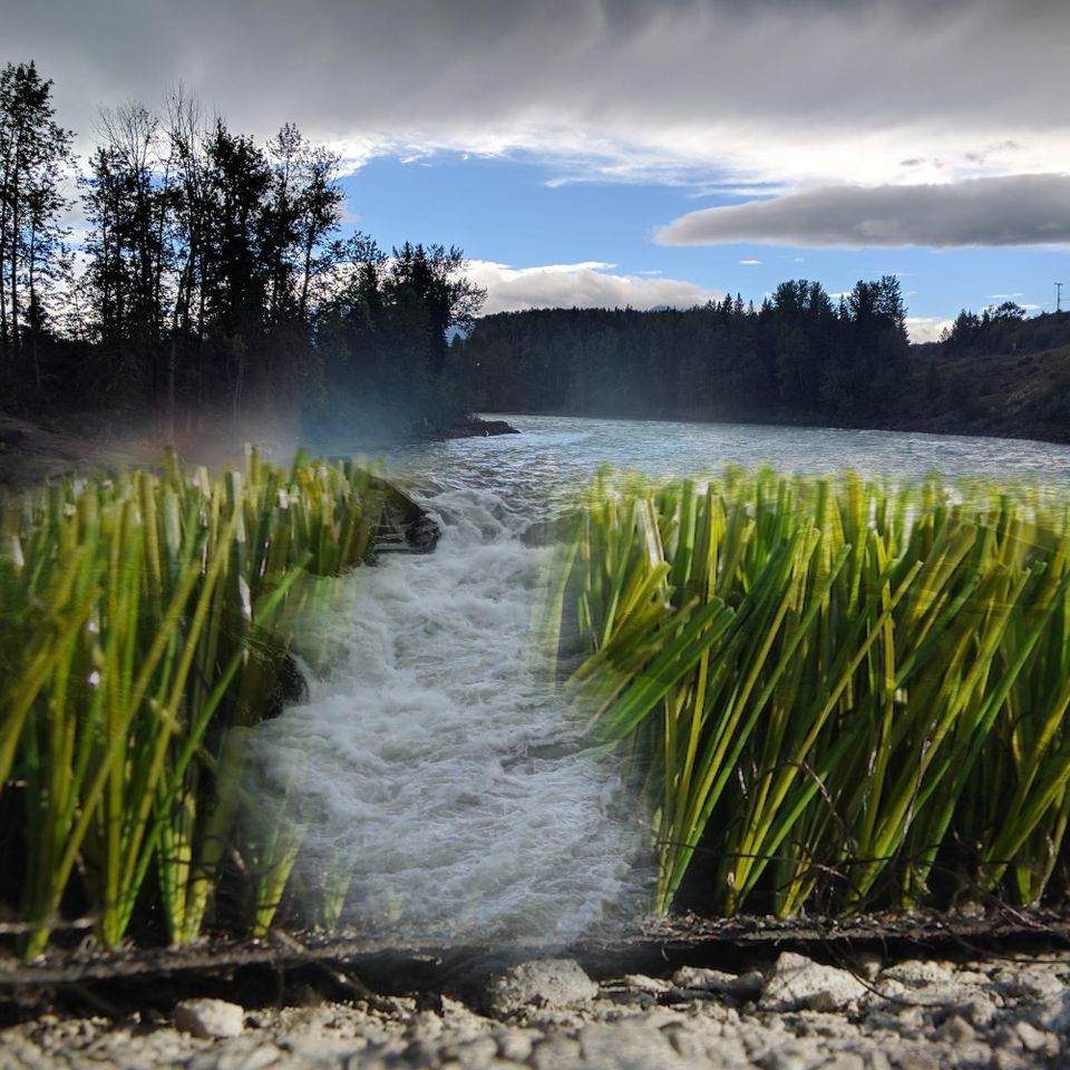 Cherry-Scented Ghosts