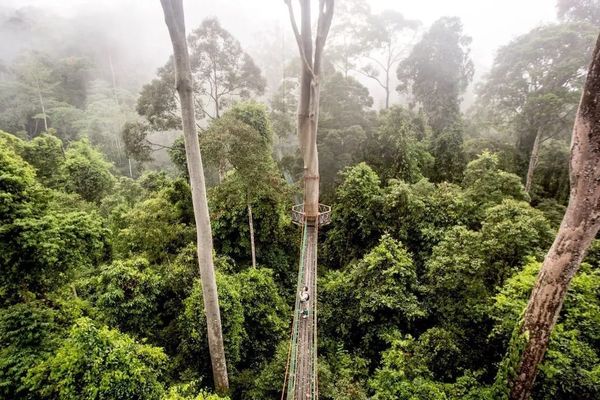 Towering over 100 metres above the forest floor