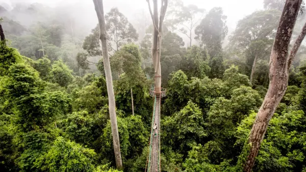 How the biggest trees survive droughts