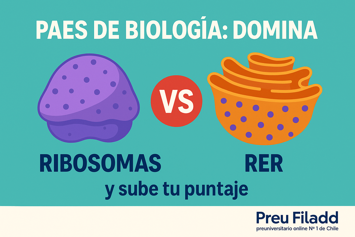 PAES de Biología: domina ribosomas vs RER y sube tu puntaje PAES