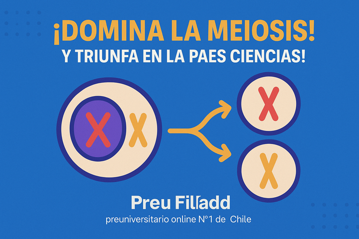 Todo lo que necesitas saber sobre la Meiosis PAES