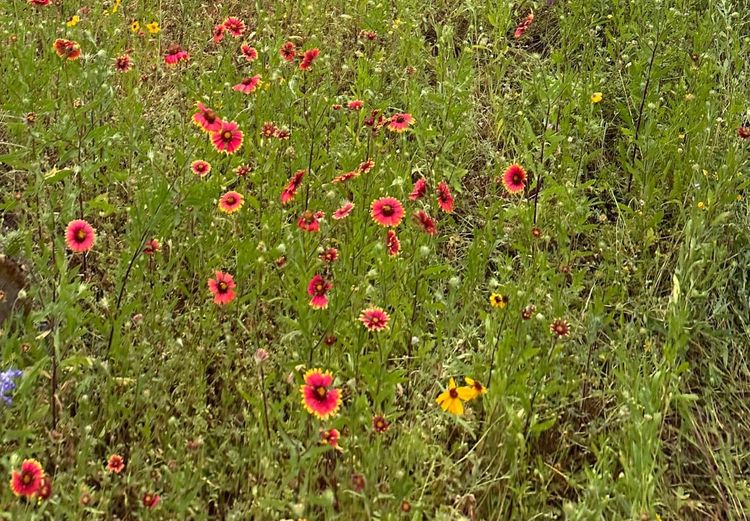 The Radius Business Model