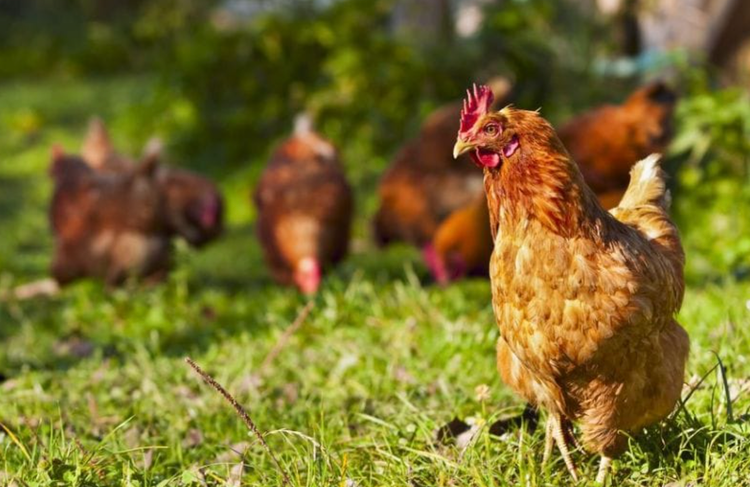 Slow-Growth Chicken Wings and Drumsticks Special
