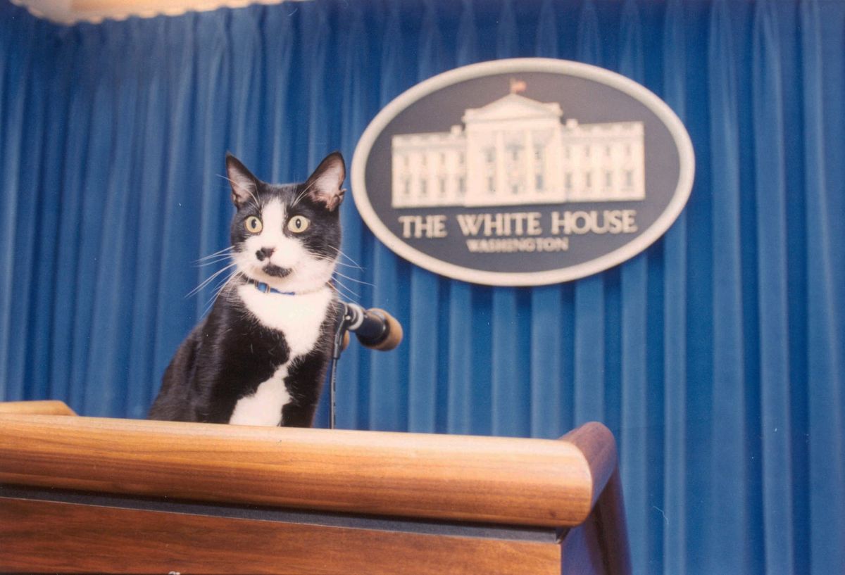 President Clinton's cat Socks stands at the podium of the White House briefing room. 