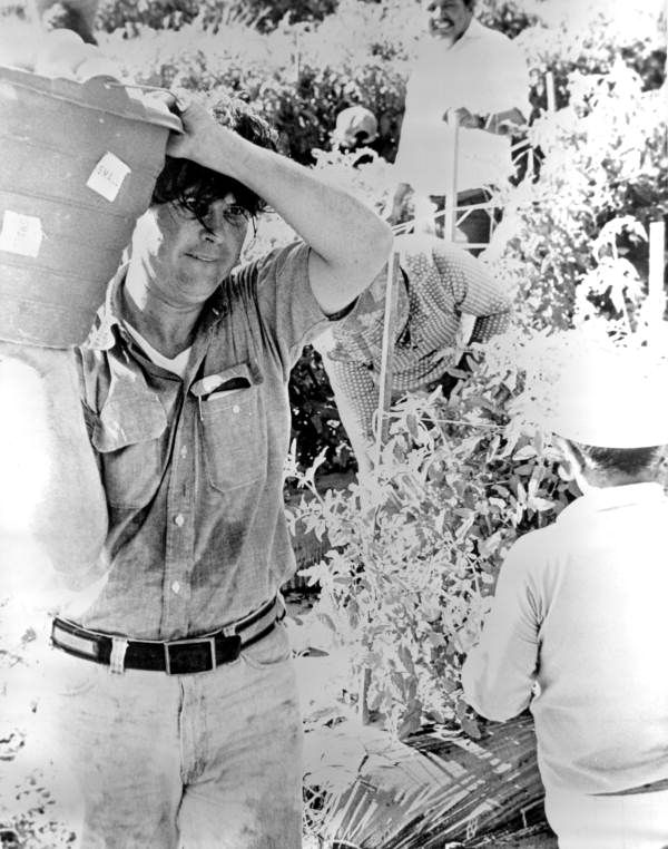 Black and white photo of a state senator carrying a bucket of tomatoes on a farm. 