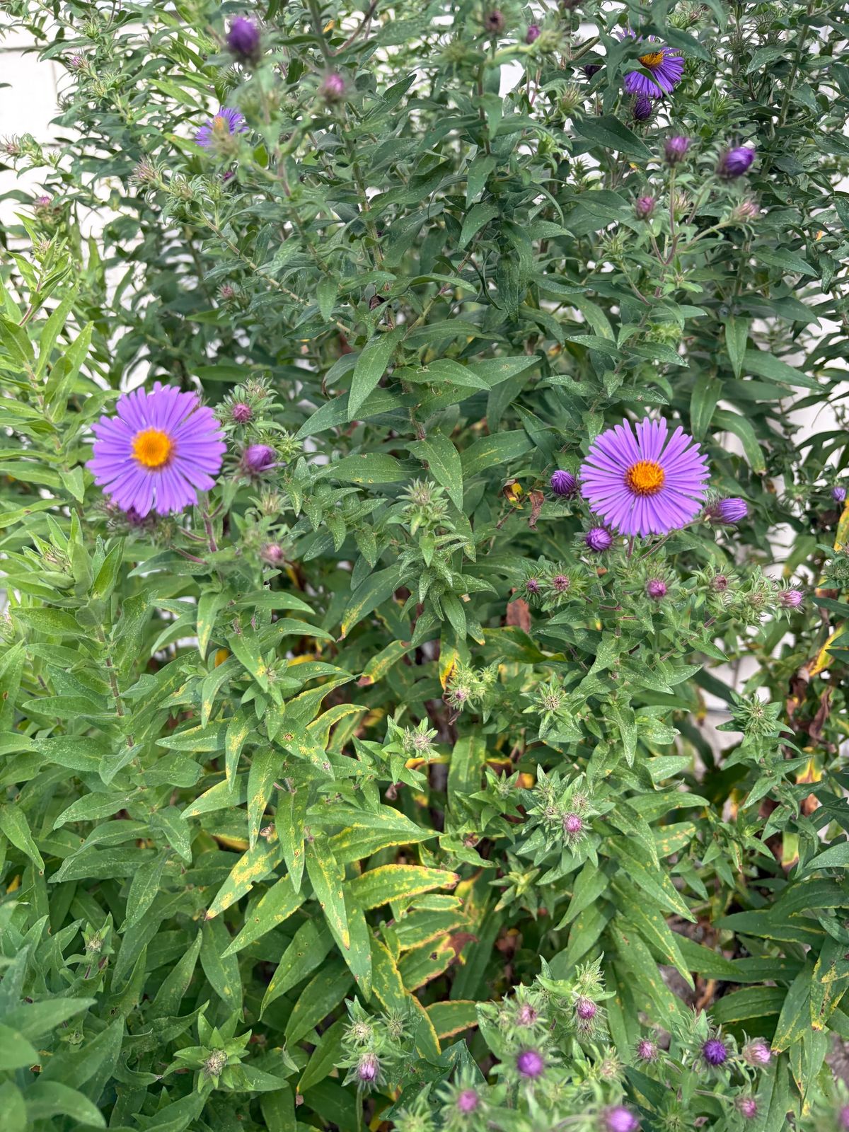 Two light purple asters on tall, green stems. 