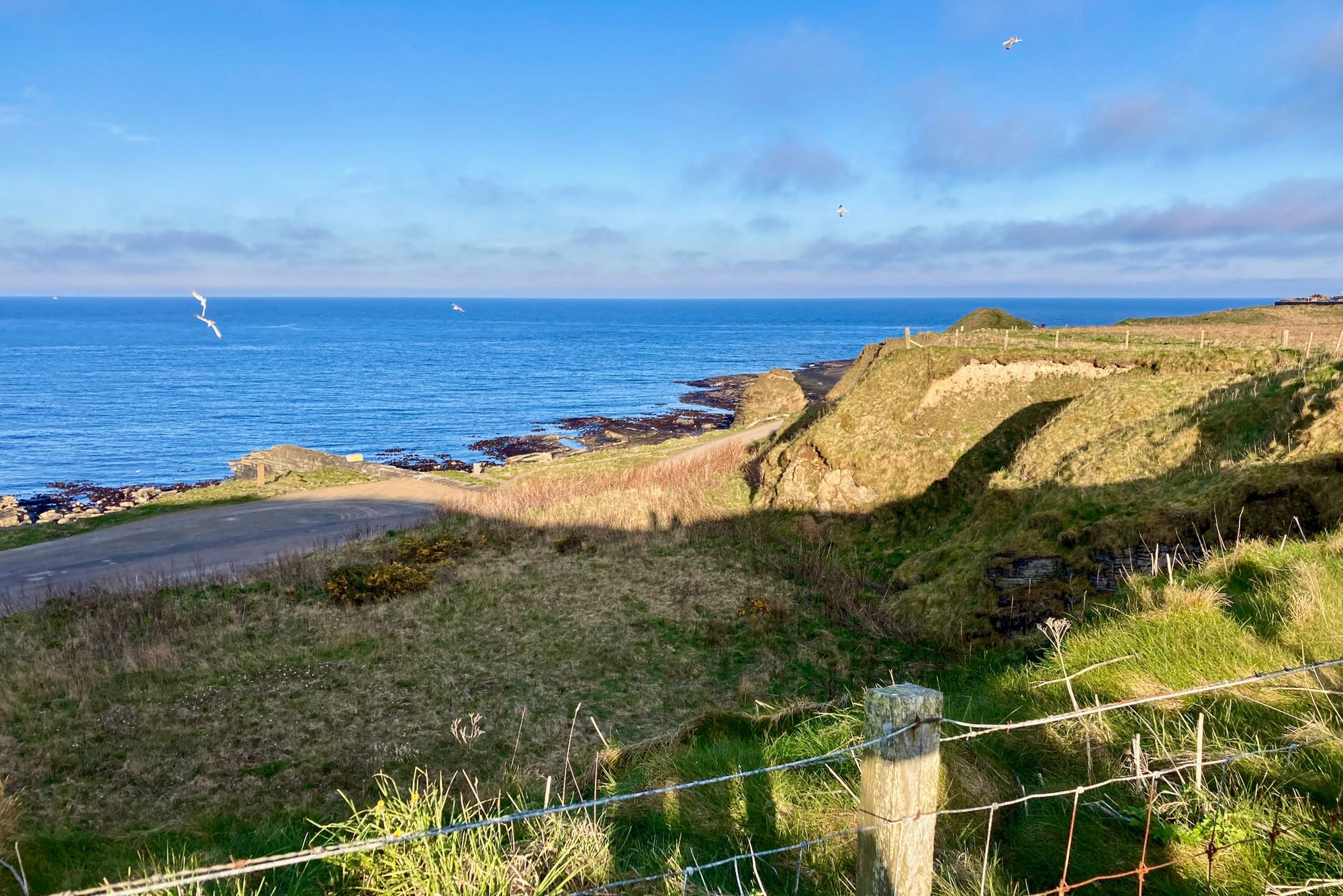 Bild: Klippen mit Gras, im Hintergrund das Meer und Möwen