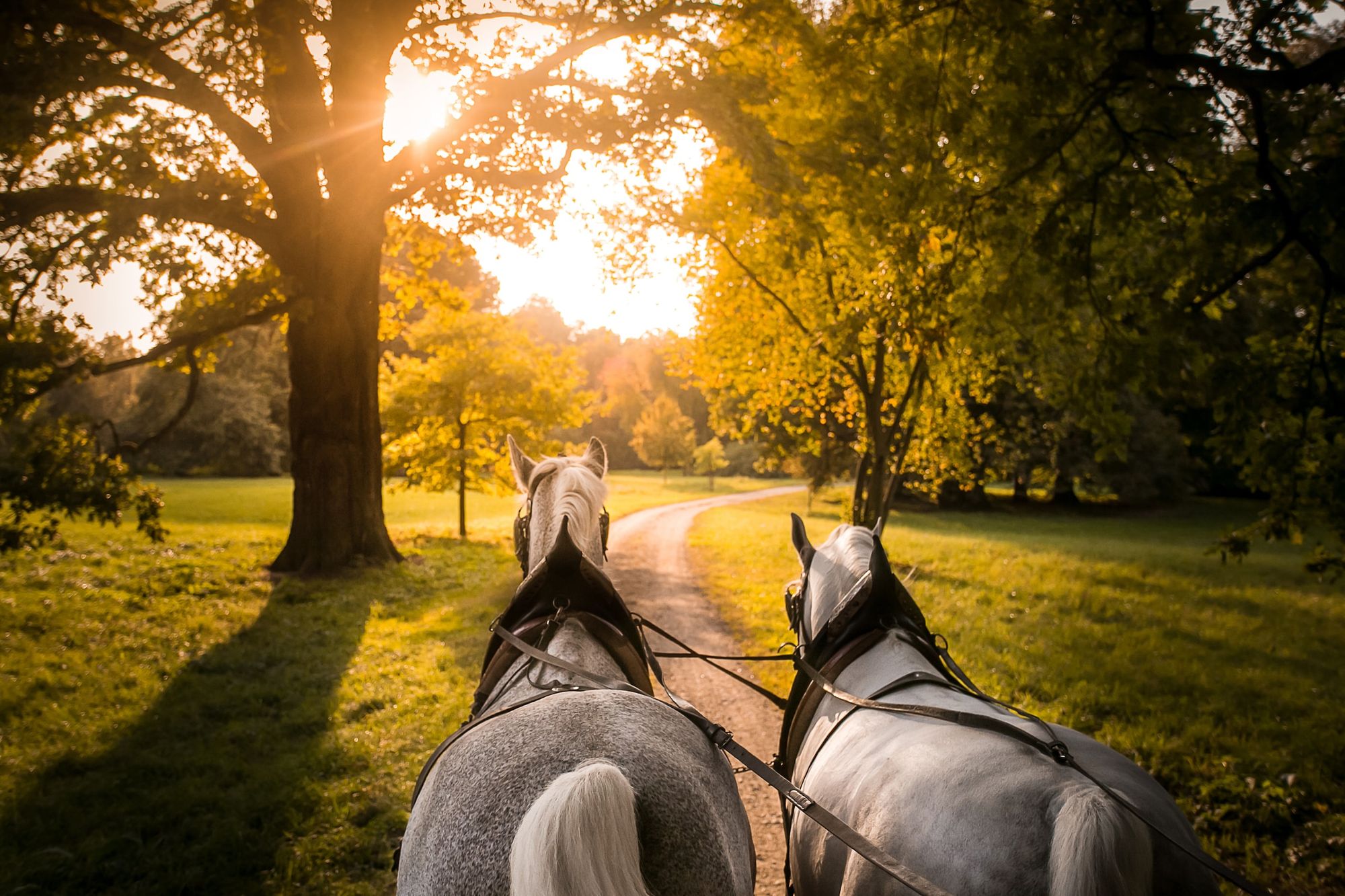 Kutschfahrt in Kladruby nad Labem