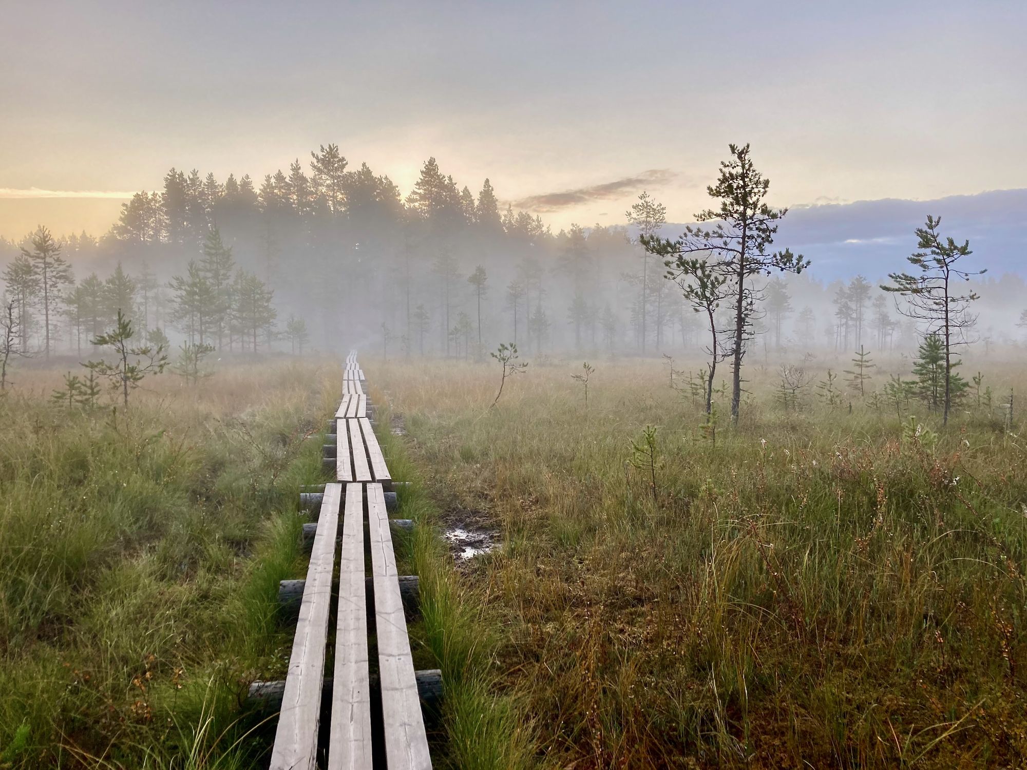 Wanderweg mit Holzbohlen im Helvetinjärvi-Nationalpark