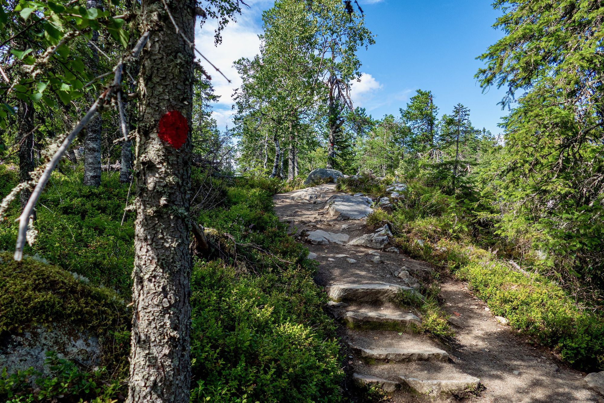 Wanderweg im Koli-Nationalpark