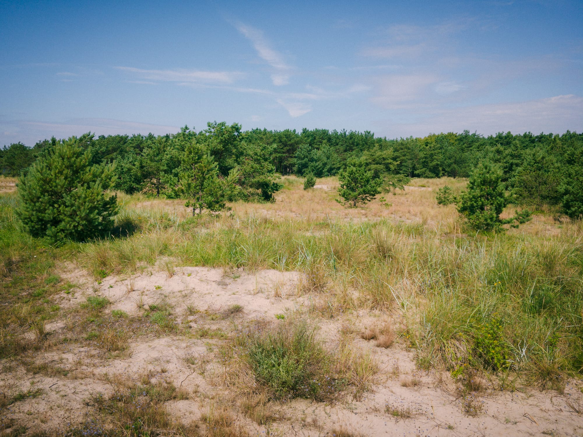 Dünenlandschaft auf der Halbinsel Hel