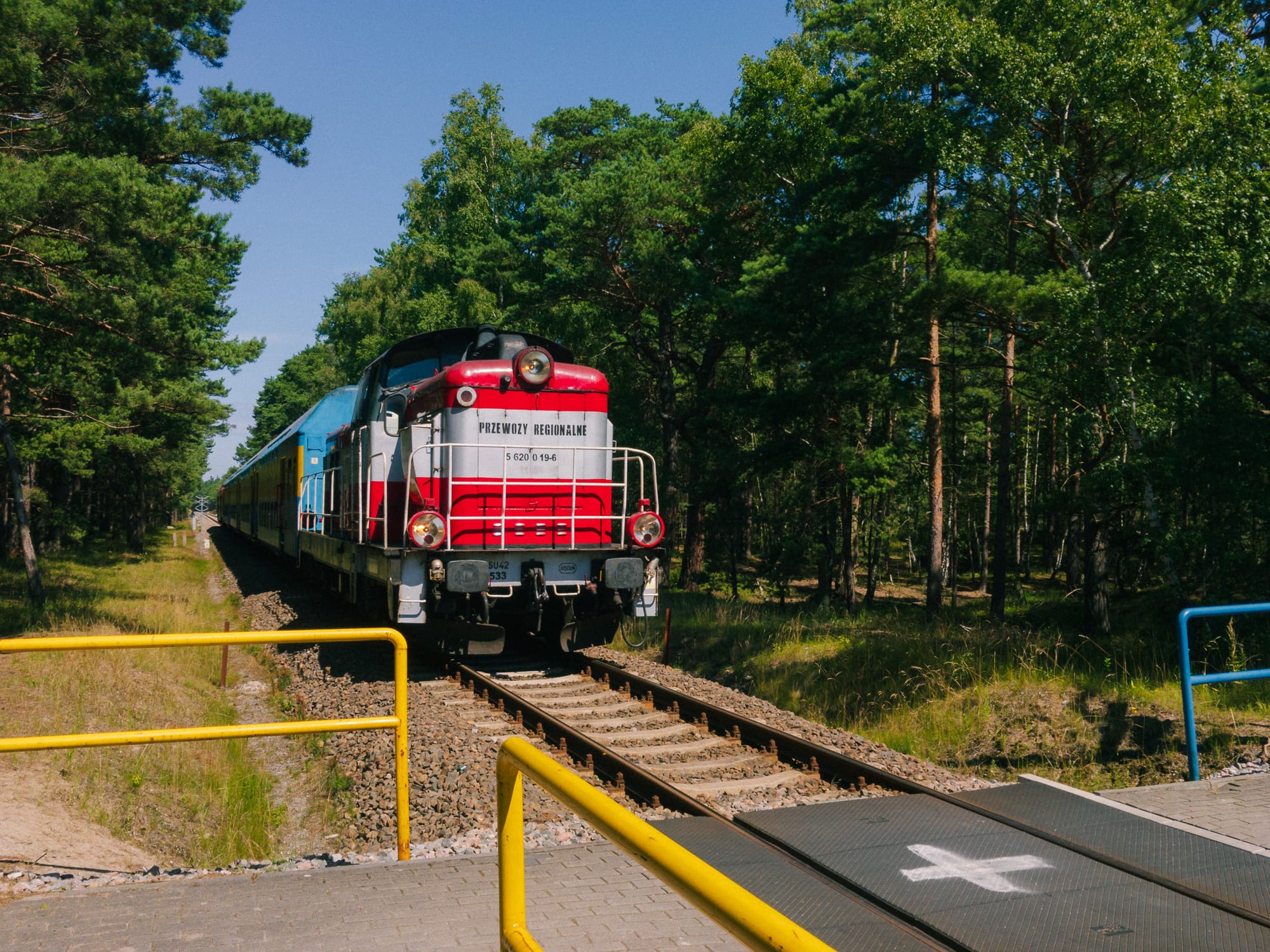 Zug mit Diesellok zwischen Kieferwäldern