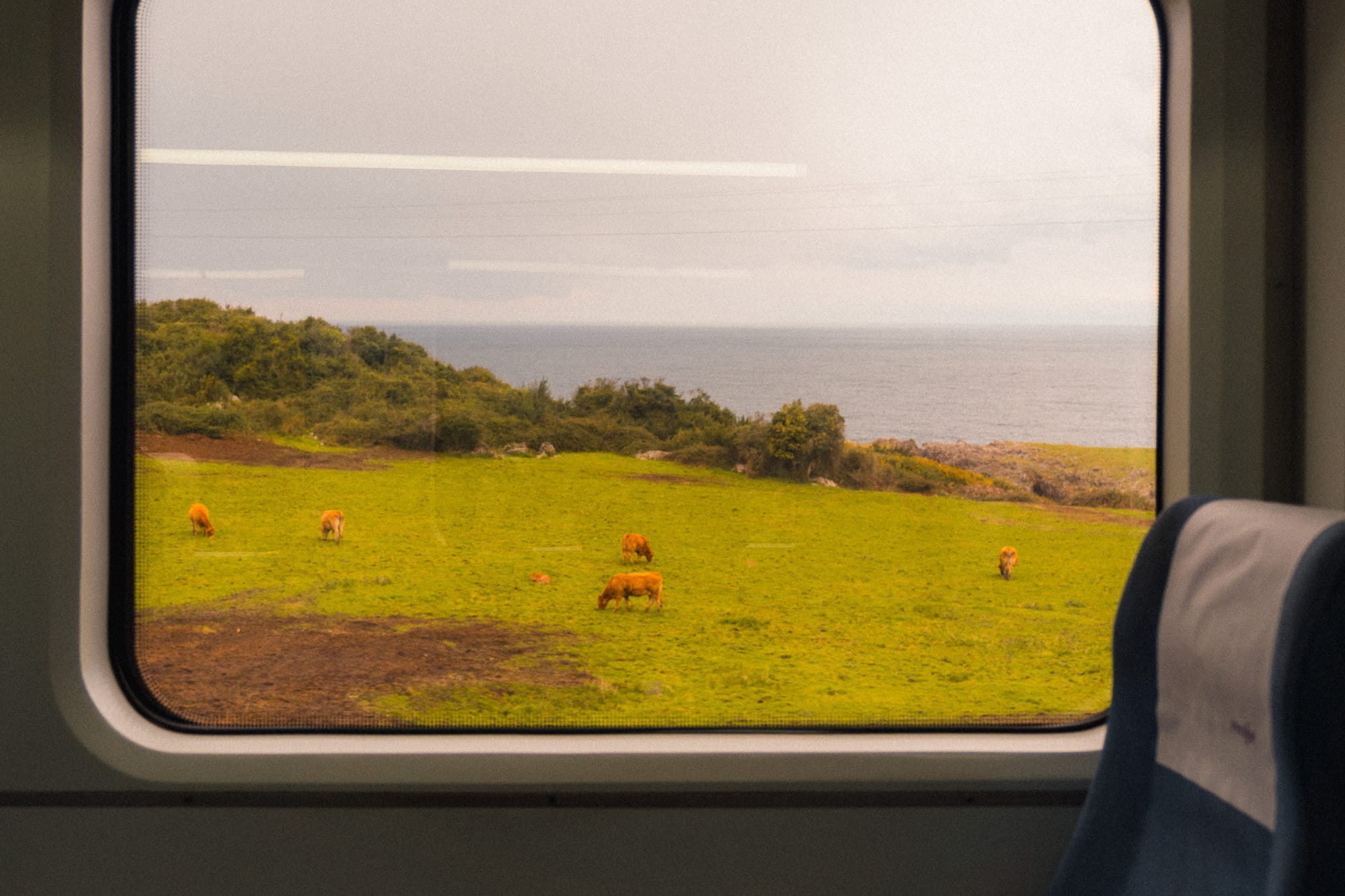 Aussicht aus dem Fenster auf eine Wiese mit Kühen, im Hintergrund das Meer