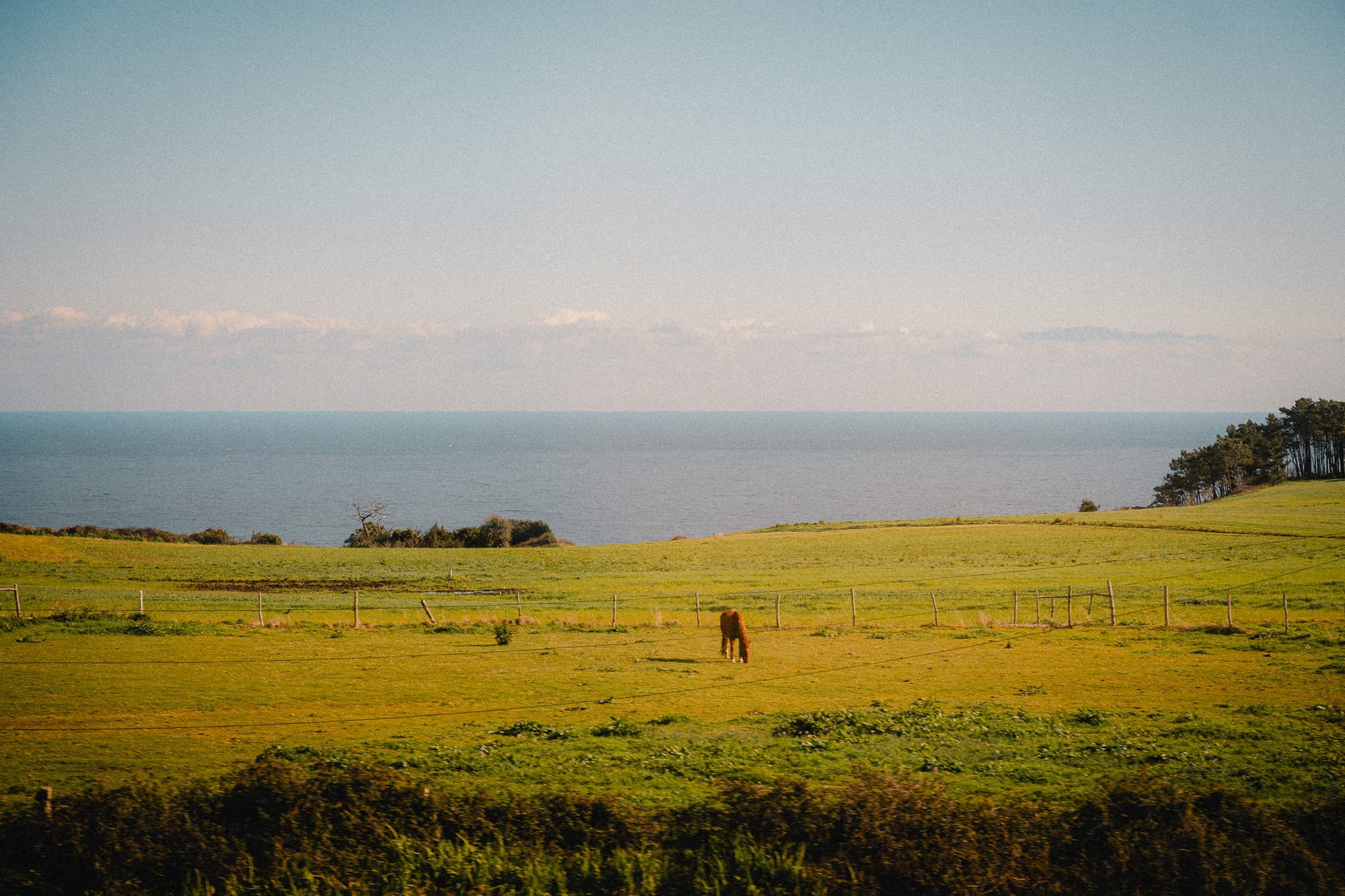 Pferd auf einer Wiese vor dem Meer