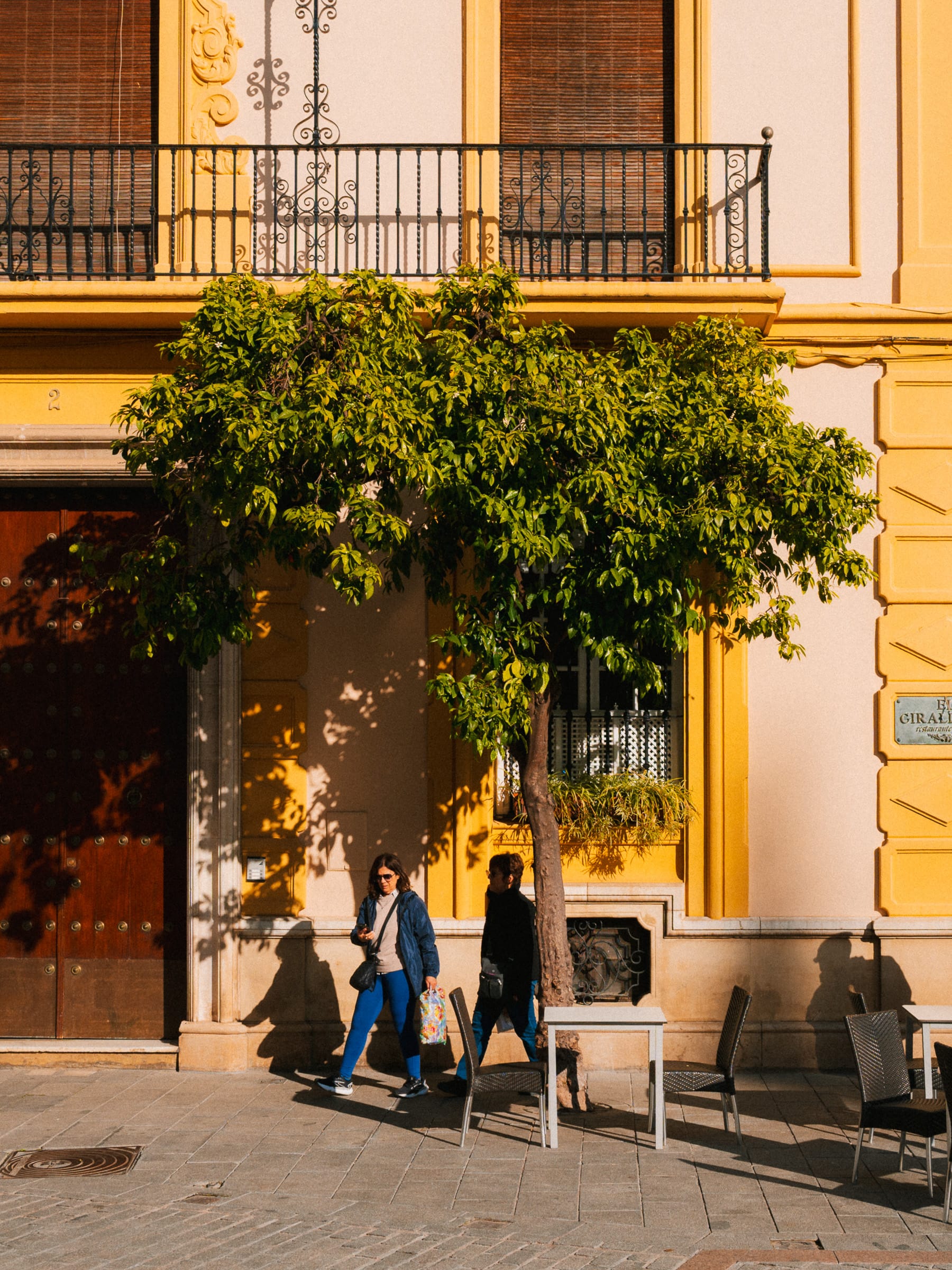 Feigenbaum vor senfgelben Haus