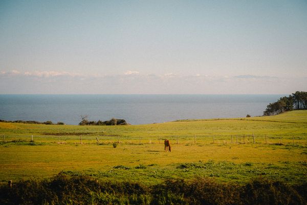 Pferd auf einer Wiese vor dem Meer