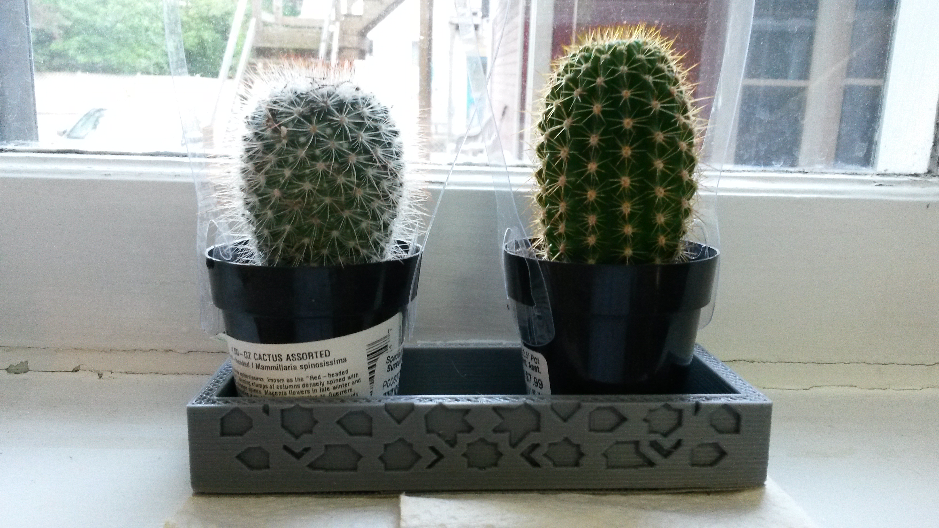 Photo of my cactus in their new pot