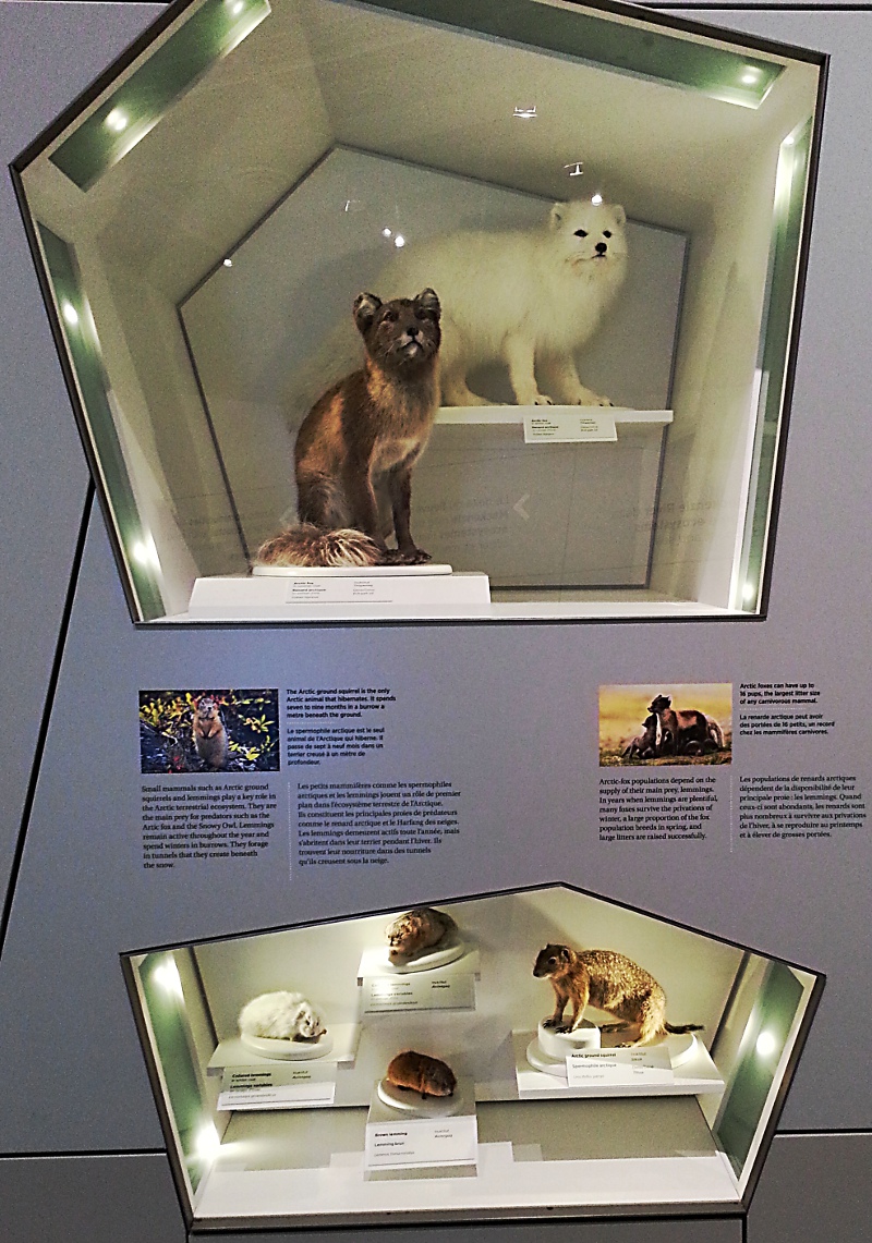 Arctic foxes and lemmings