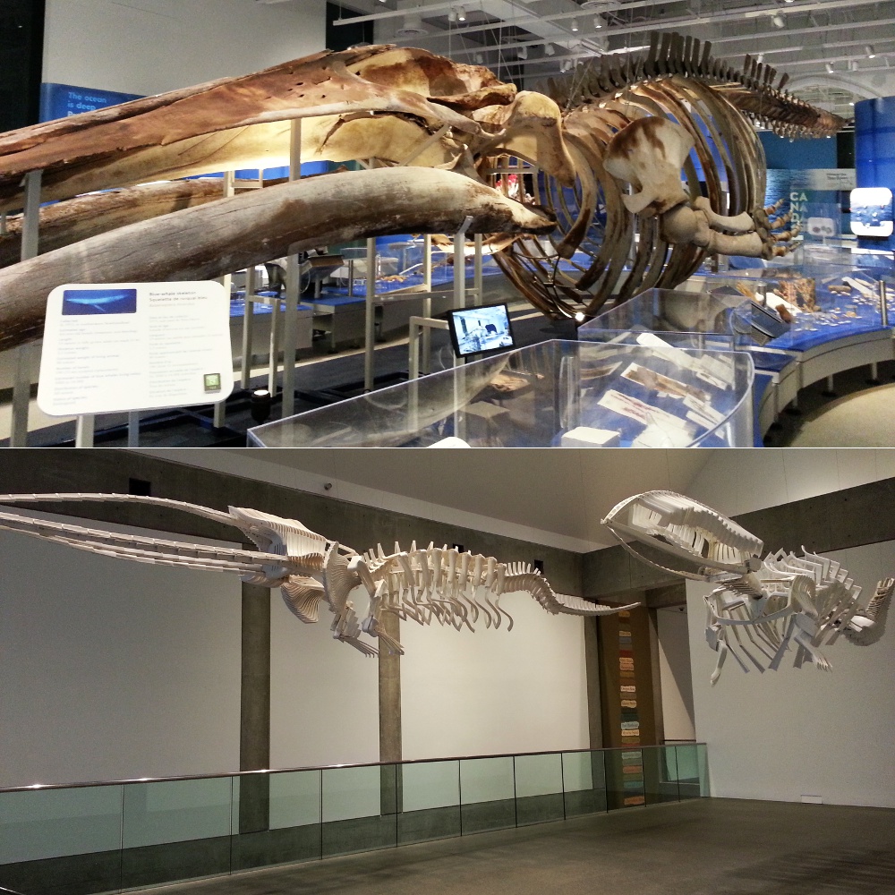 Whale skeletons