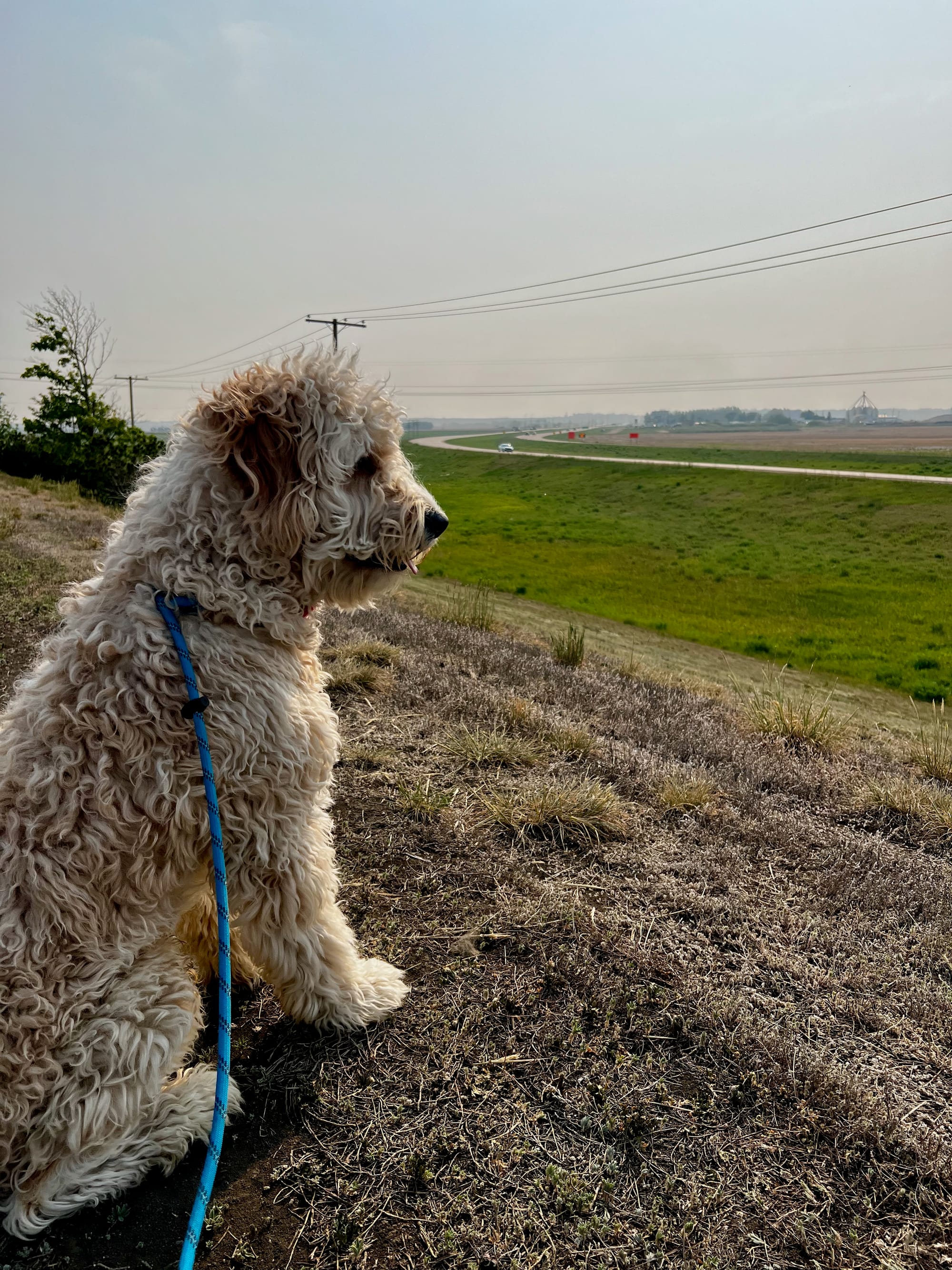 Photo of Neville, a golden doodle puppy, looking out over a highway with prairies in the background.