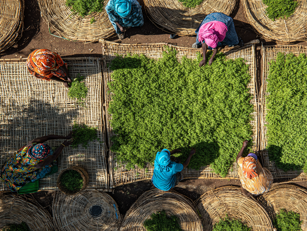 What Kenya's Tea Export Disruption Teaches Every Exporter post feature image