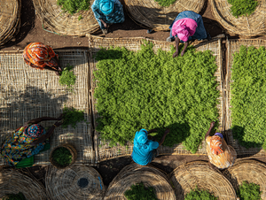 What Kenya's Tea Export Disruption Teaches Every Exporter post feature image
