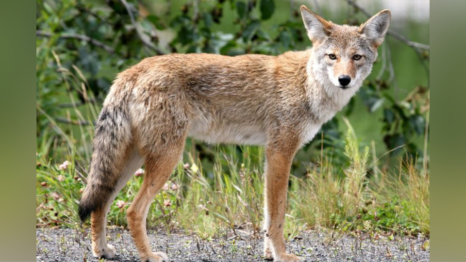 Saw a Coyote the Other Day and Got Scared. Felt Like a Little Bitch.