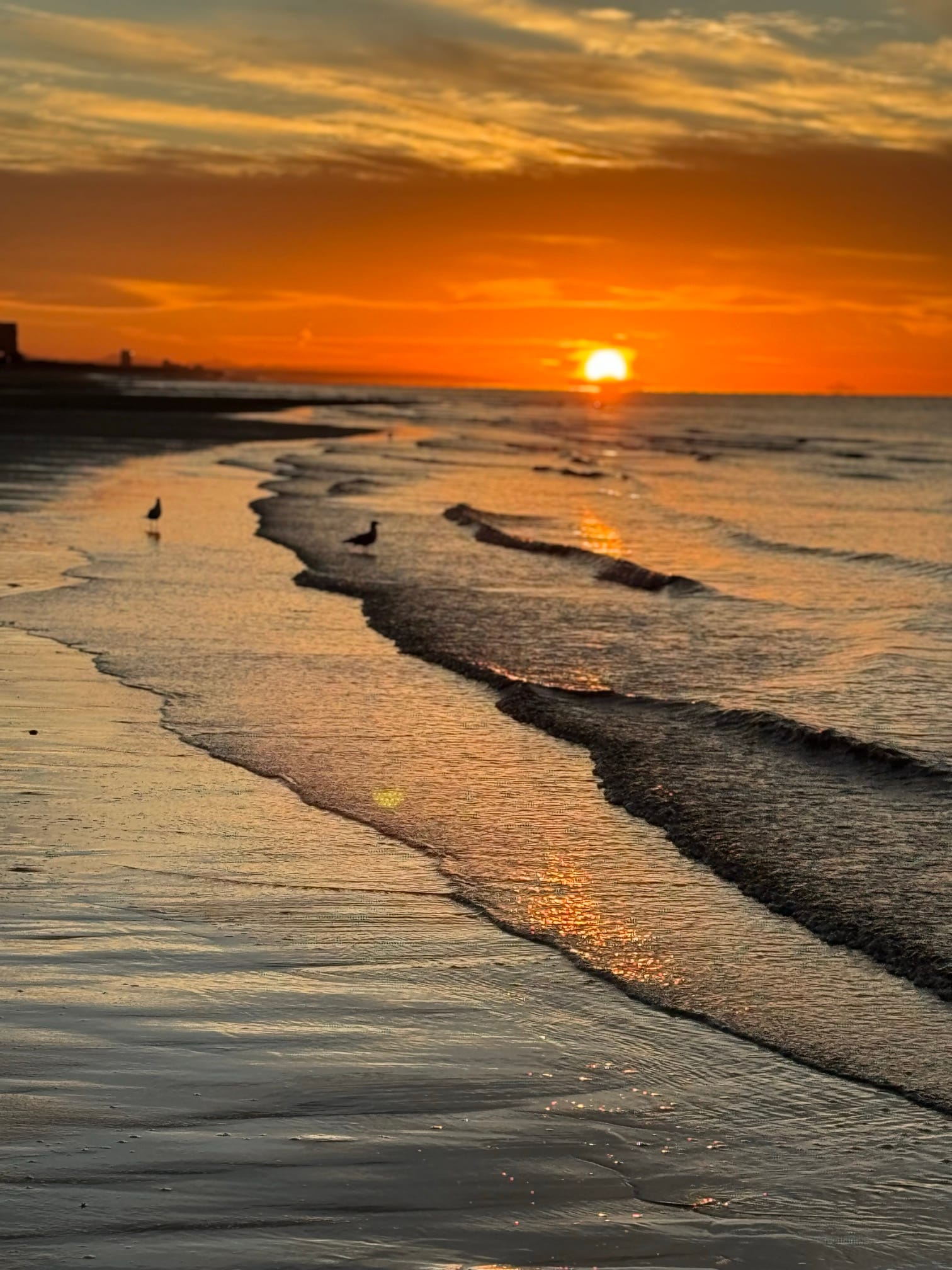 Waves washing over a beach at sunset, two shorebirds standing in the surf, the sun low on the horizon.