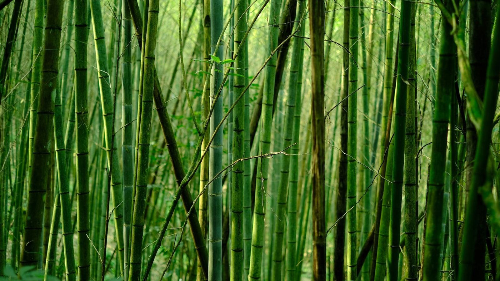 Bamboo charts: People at risk of poverty or social exclusion