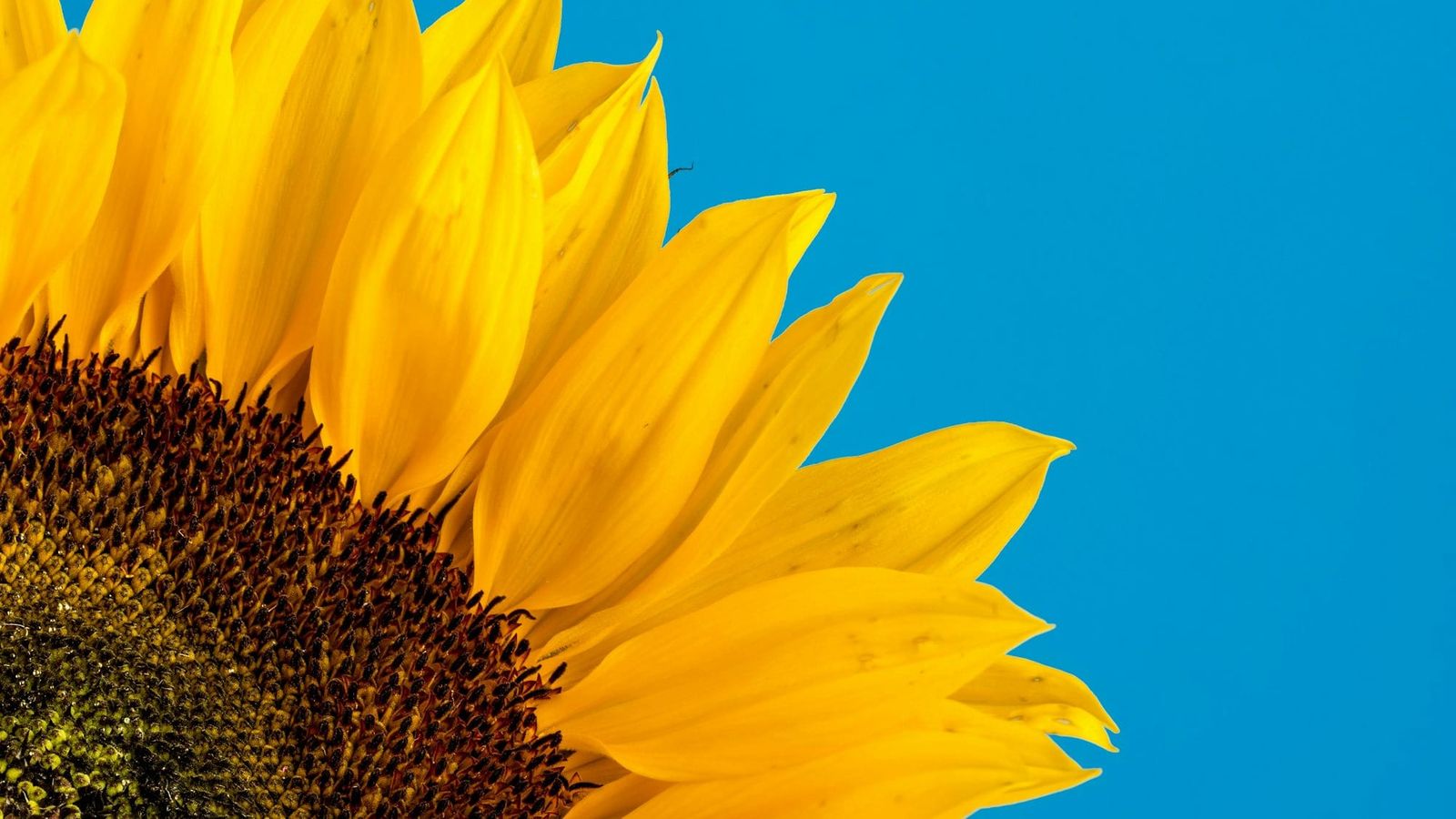 Fibonacci, working memory and information overload