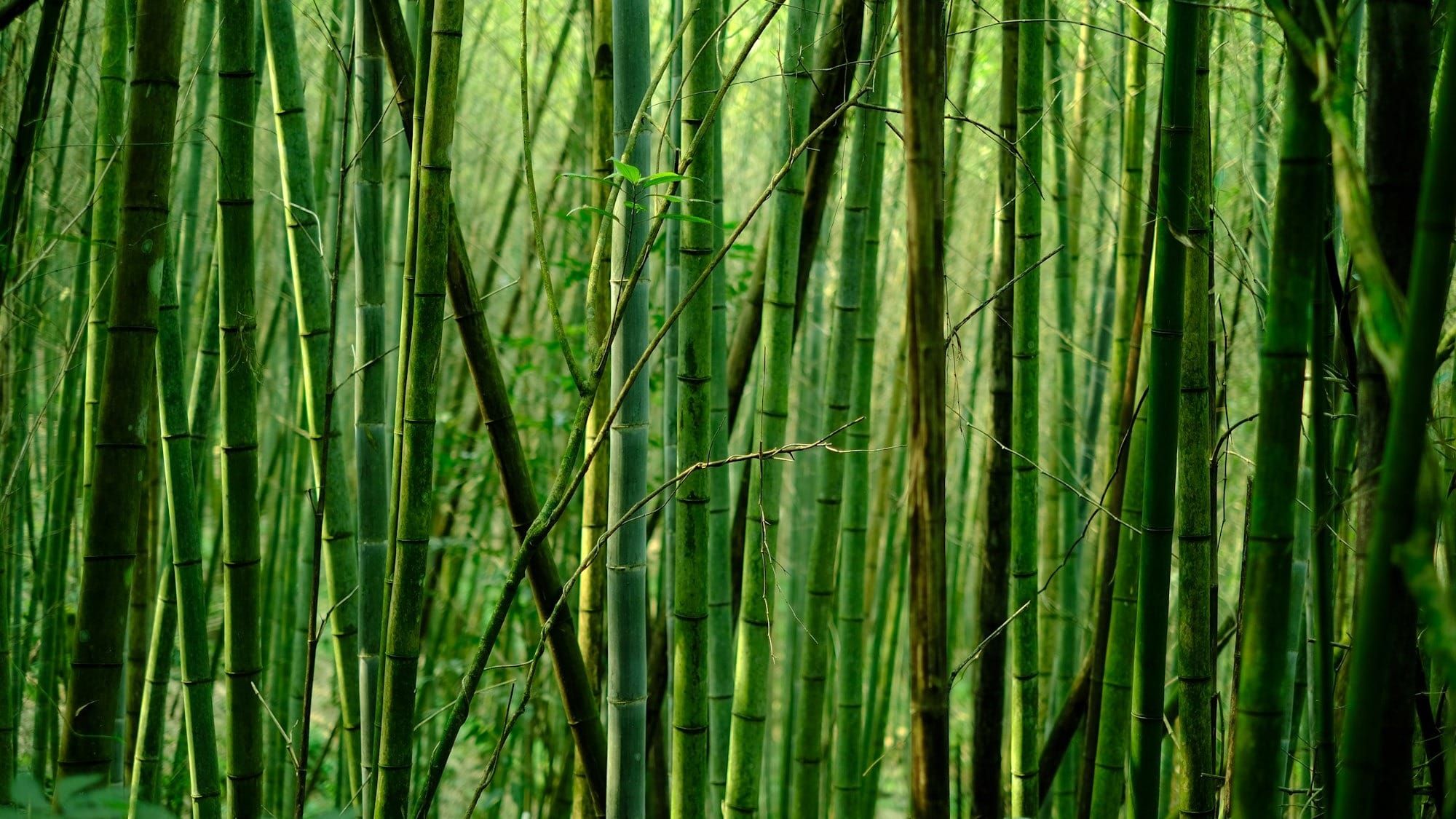 Bamboo charts: People at risk of poverty or social exclusion