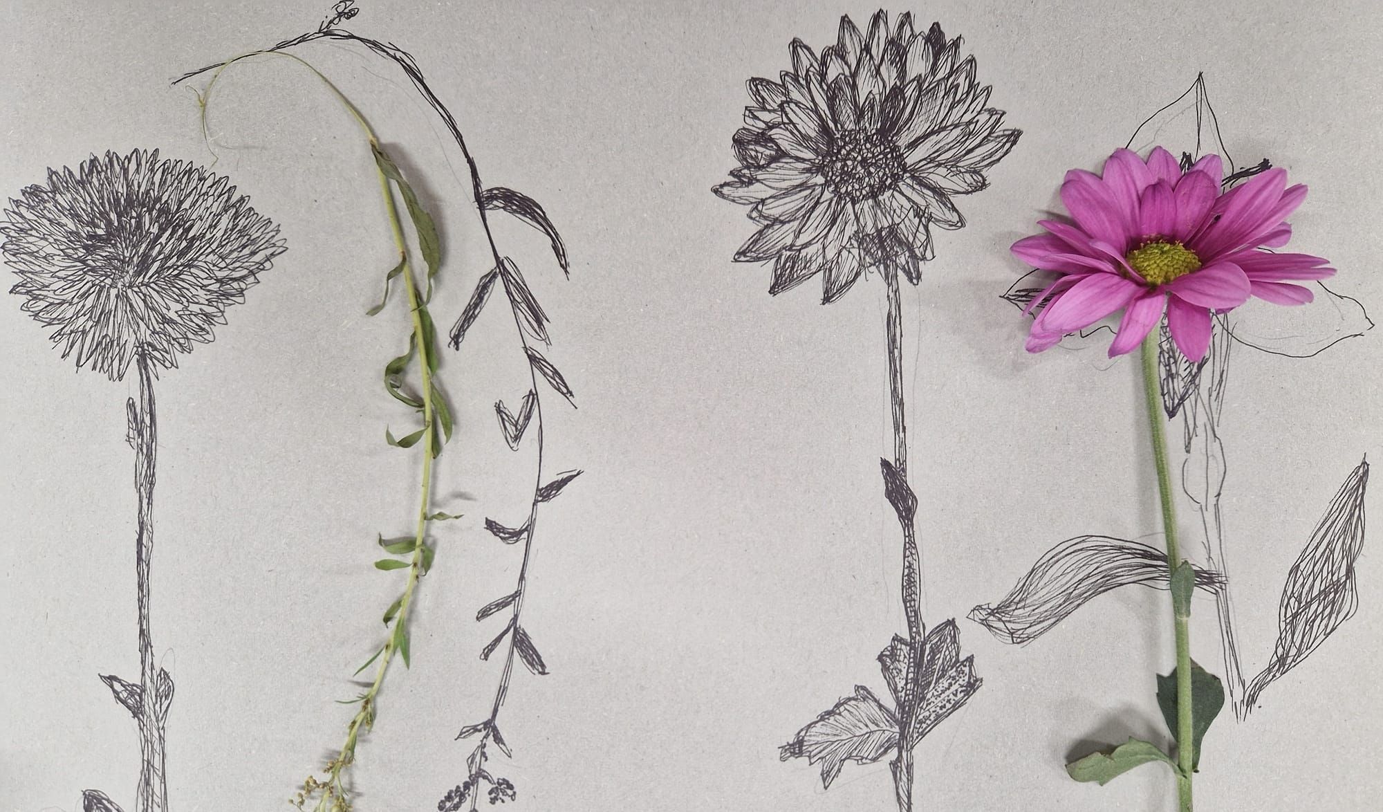 Artist Workshops: The Floral Lab - Botanical Drawing, Painting & Printing with Sisetta Zappone
