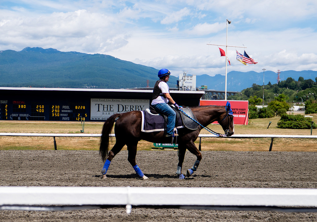 deighton-cup-2018-horses