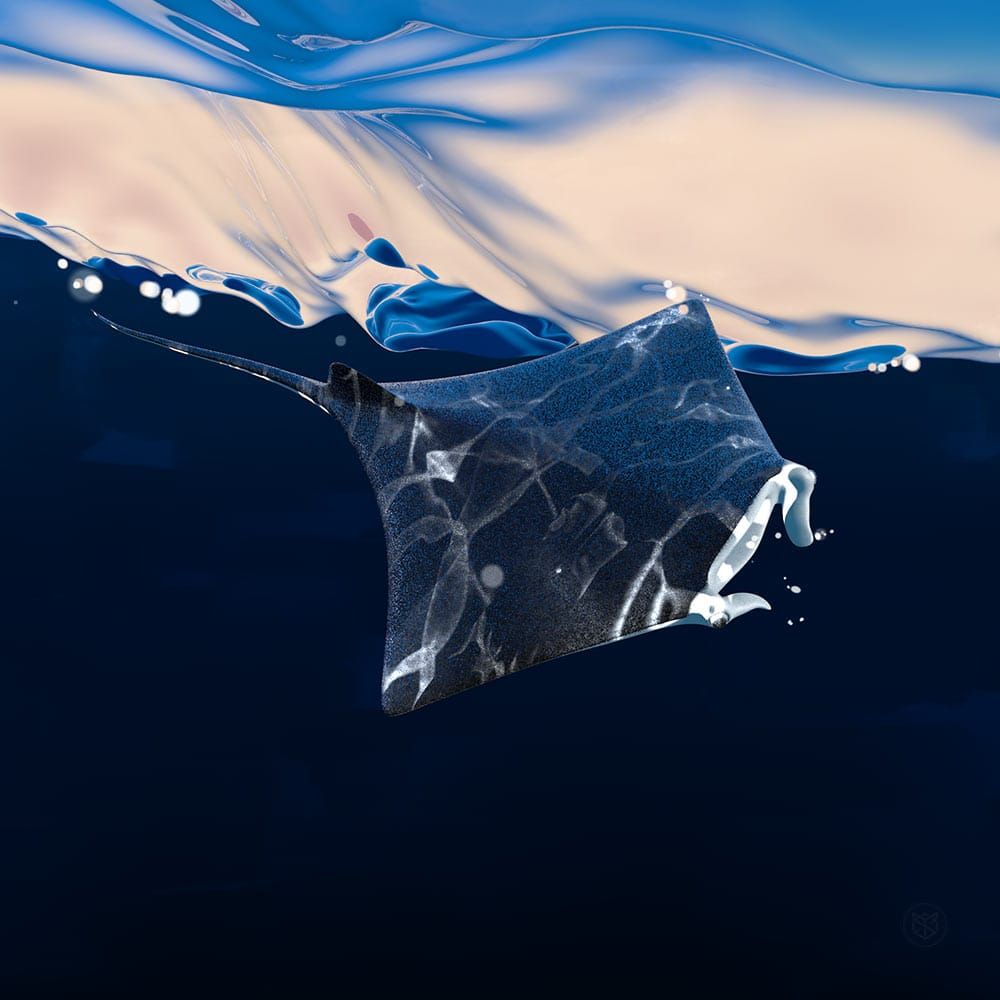 Manta in Flight