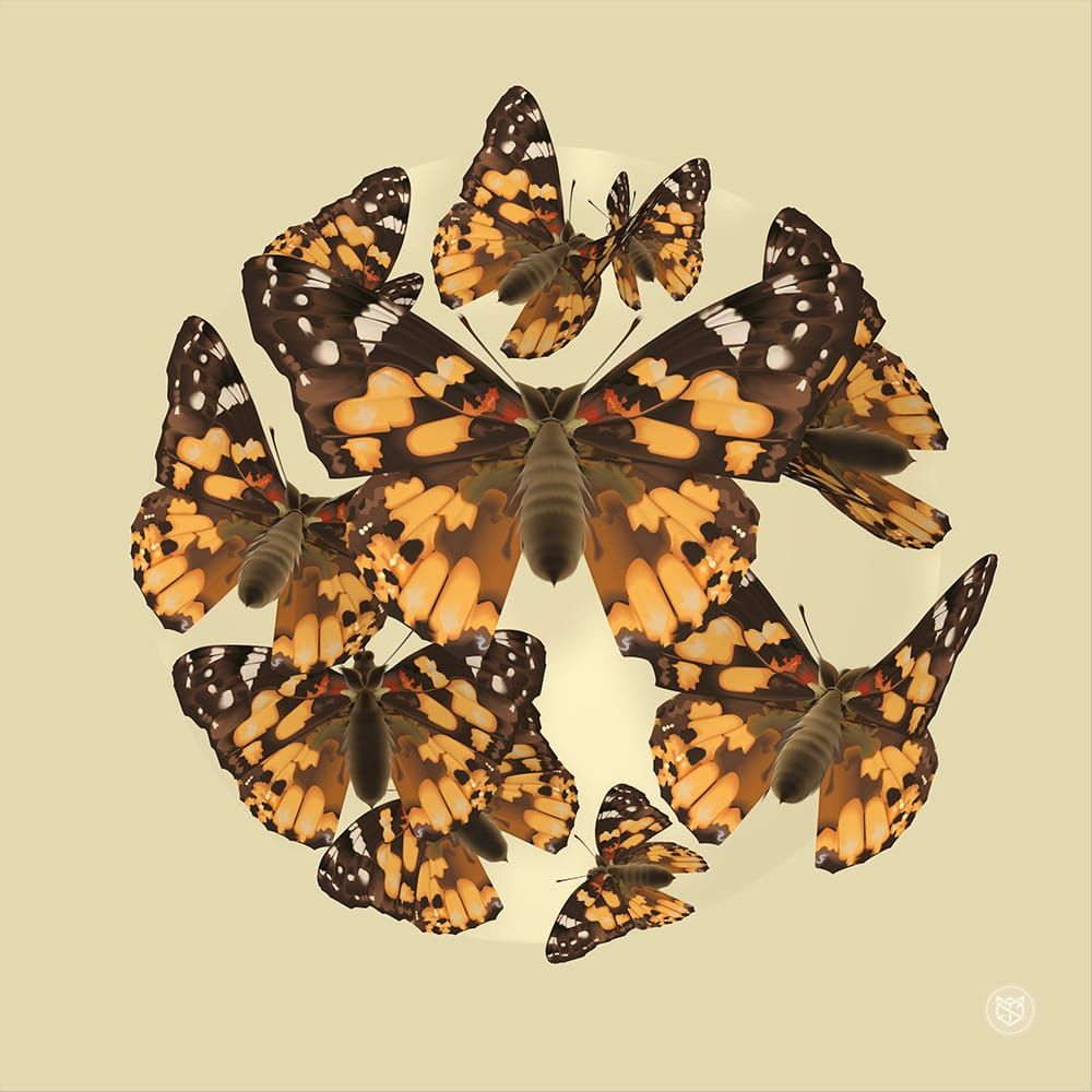 Red Admiral Dance
