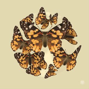 Red Admiral Dance