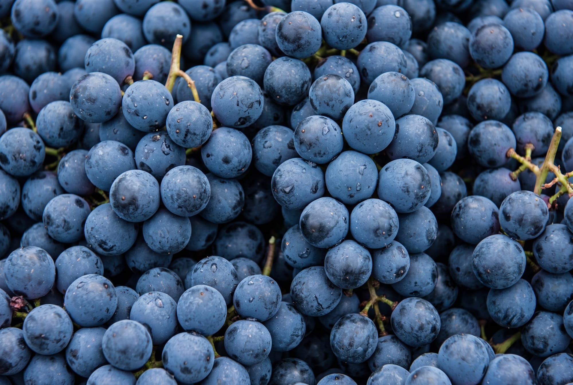 Eight Wine Grapes                            - 01.Garnacha  (Grenache)