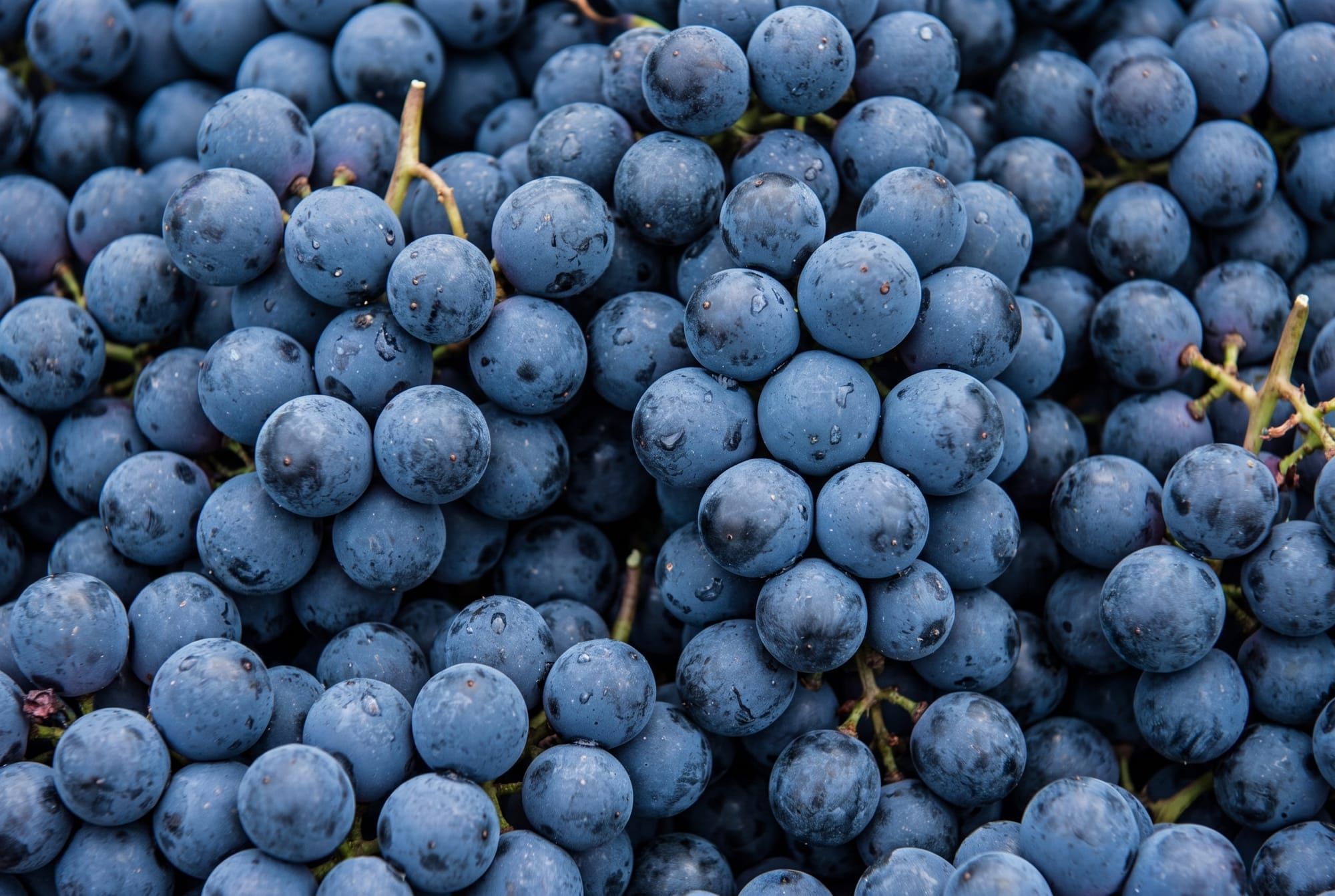Eight Wine Grapes                            - 01.Garnacha  (Grenache)