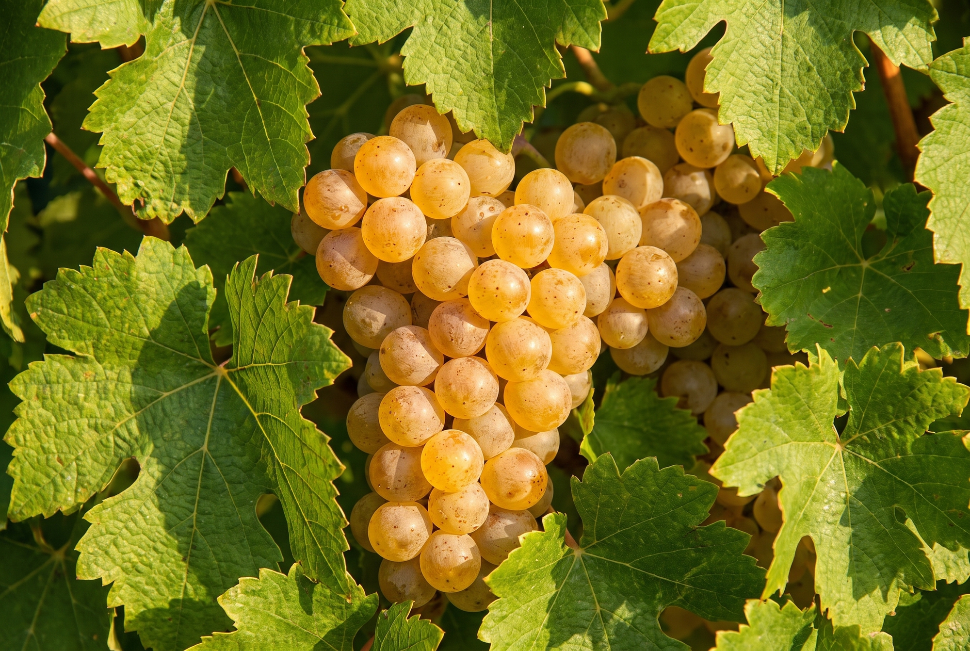 Furmint