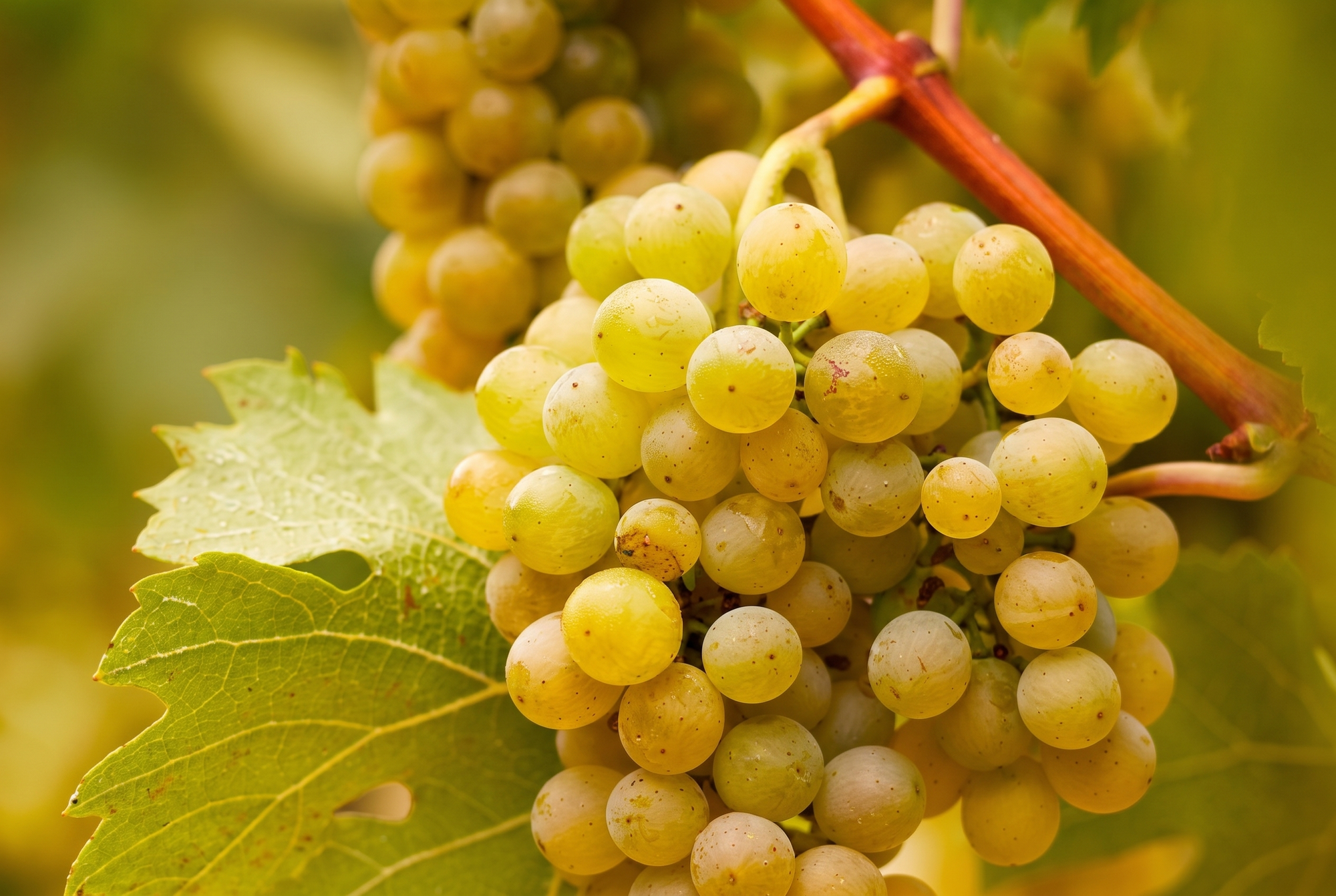 Chardonnay