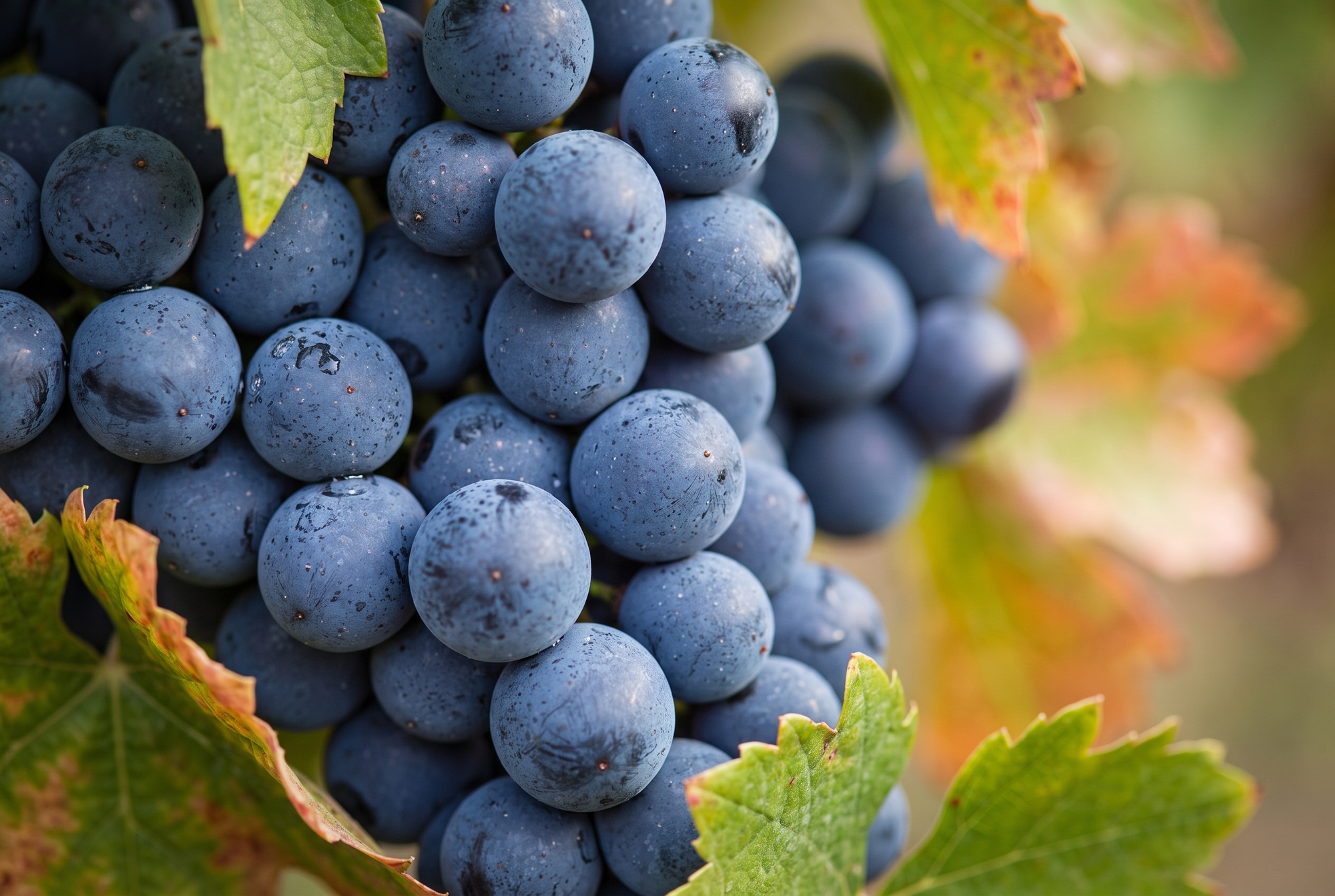 Syrah (Shiraz)
