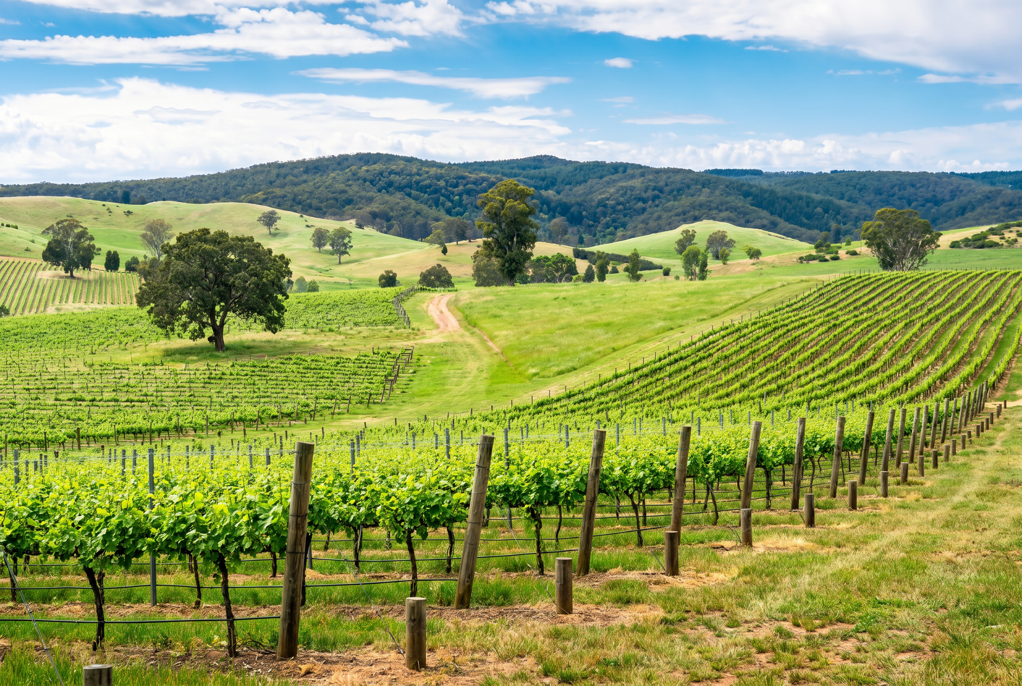 Coonawarra, Australia