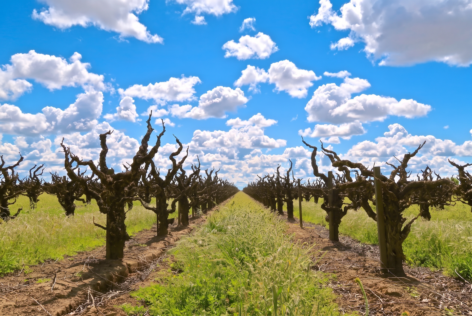 Lodi, USA