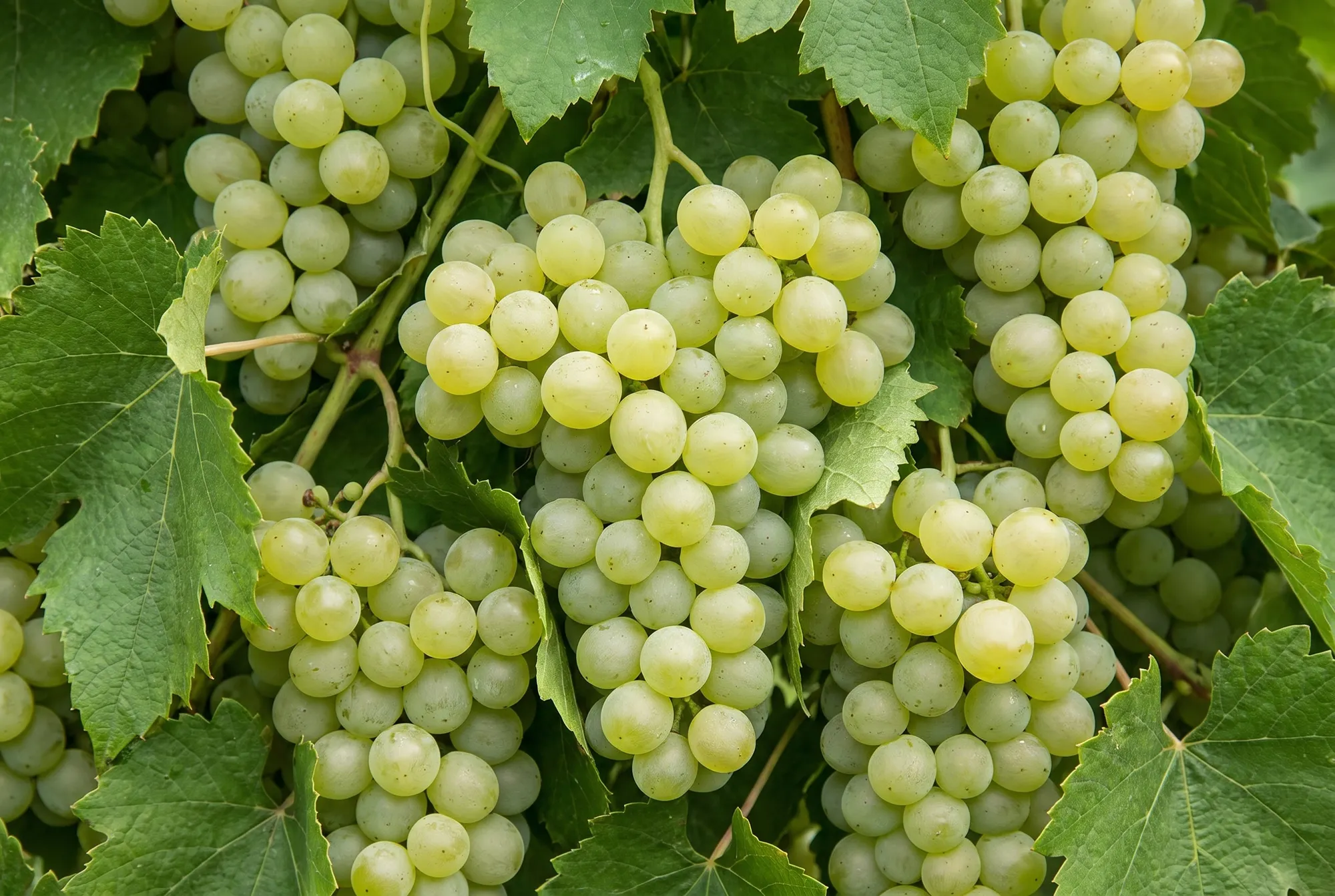 Gouveio (Godello)