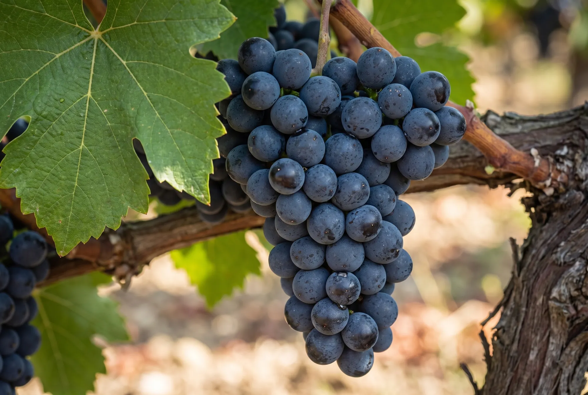 Malbec