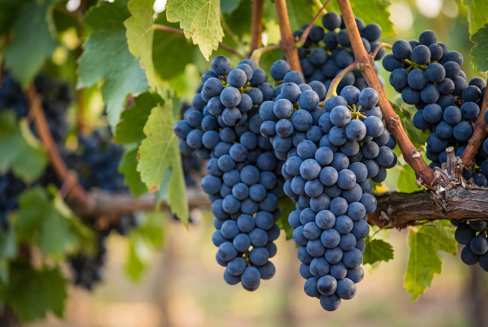 Merlot