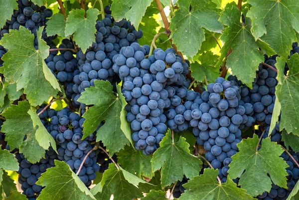 Eight Wine Grapes - 02.Tempranillo