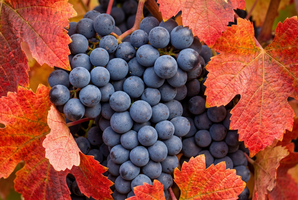 Lambrusco