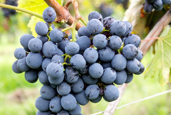 Sangiovese