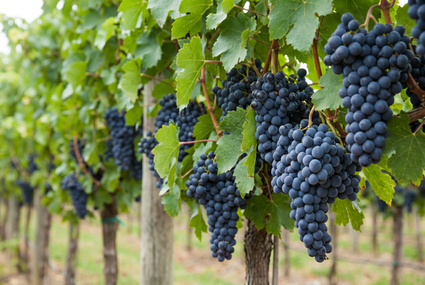 Tannat